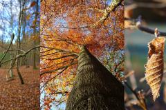 arbrefeuille