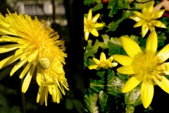 fleuraraignee