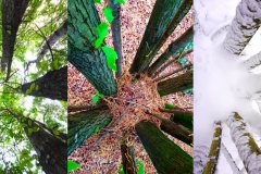 troisarbres